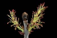 Frêne (Fraxinus excelsior) - fleurs femelles